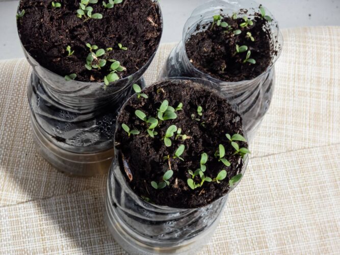 Soda Bottle Greenhouse Seedlings Get a Head Start